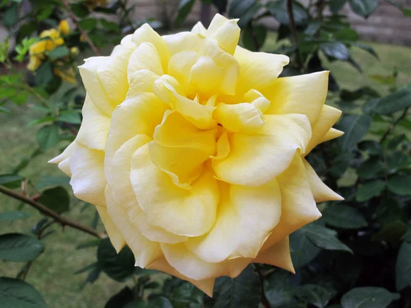 stock image Beautiful yellow rose