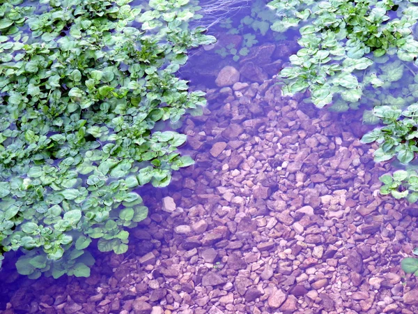 Plantes aquatiques dans la rivière — Photo