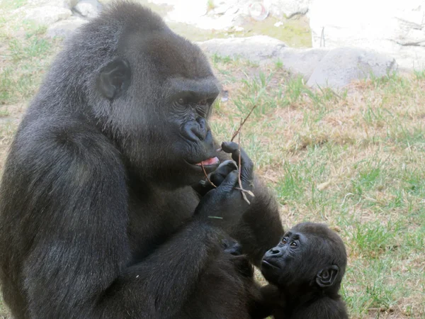 Gorila s dítětem jíst trávu — Stock fotografie