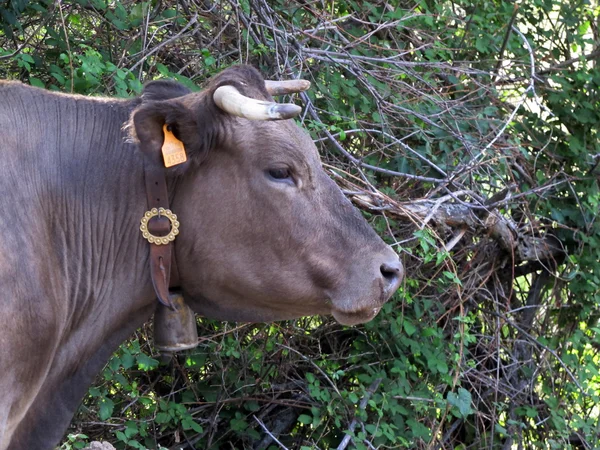 Koe in het veld — Stockfoto