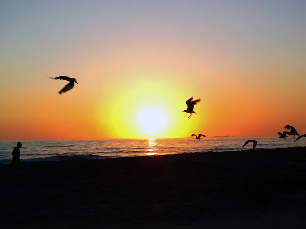 stock image Seagulls in the sunset