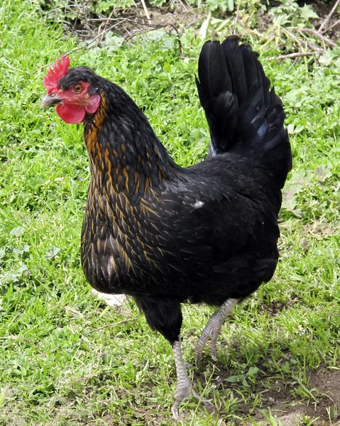 Polla en el campo — Foto de Stock