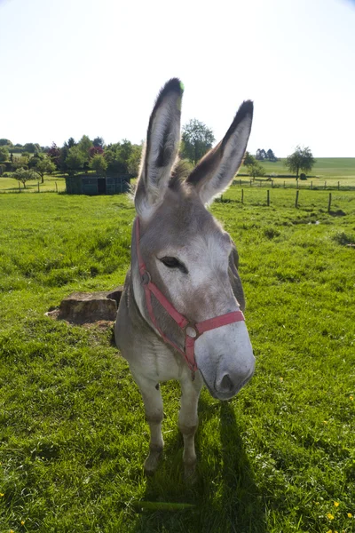 Donkey looking into camera — Stock Photo, Image