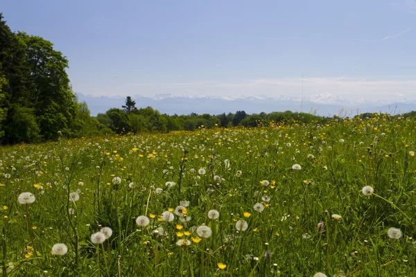 Blumenfeld in den Alpen — Stockfoto