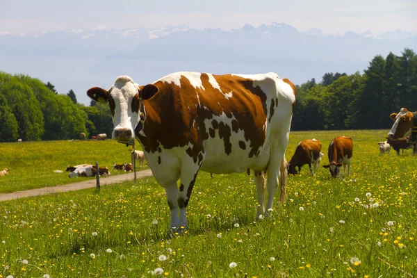 Kuh in den Alpen lizenzfreie Stockfotos