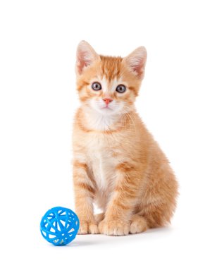 Beyaz bir arka plan üzerinde oyuncak oturan tatlı turuncu yavru kedi pençeleri.