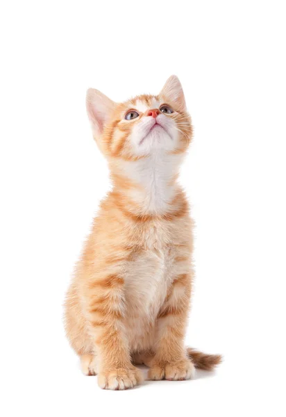 stock image Cute orange kitten looking up on a white background.