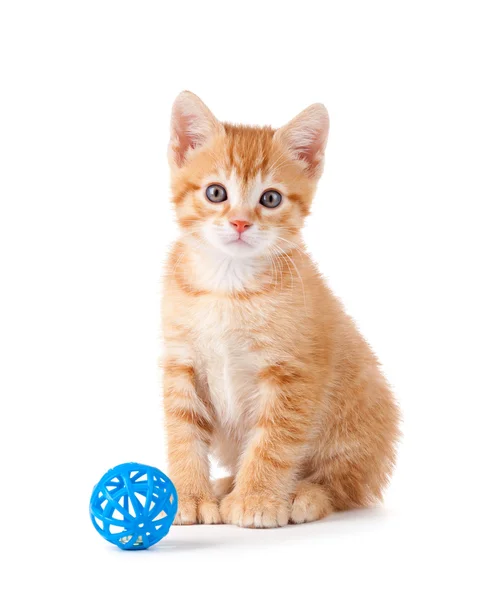 Leuk oranje katje poten zittend naast een stuk speelgoed op een witte achtergrond. — Stockfoto