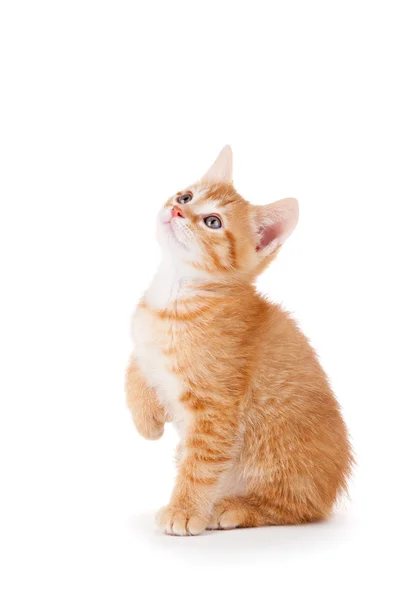 Lindo gatito naranja mirando hacia arriba sobre un fondo blanco . — Foto de Stock