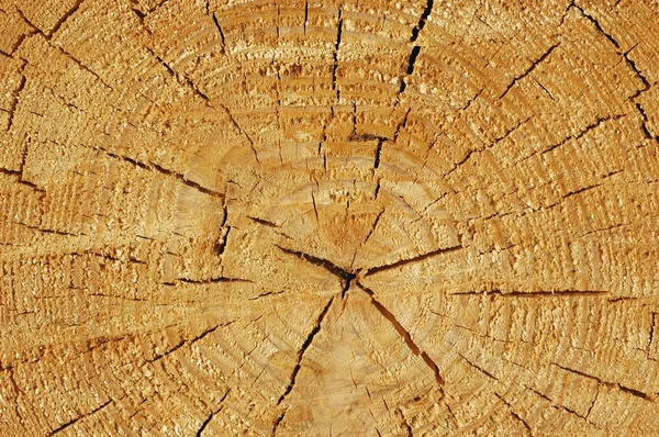 Merkezi ağacı — Stok fotoğraf