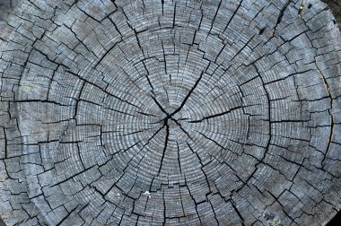 Center of an old tree clipart