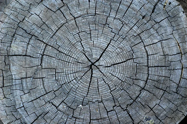Centro de uma árvore velha — Fotografia de Stock