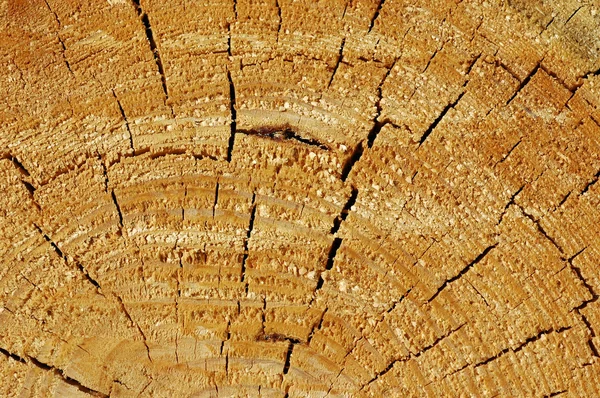 Baumschnitt — Stockfoto