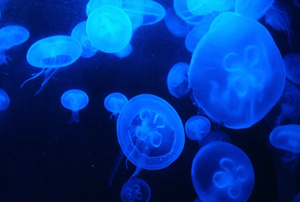 发光 medusas — 图库照片
