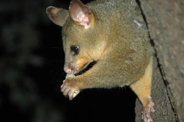 stock image Australian possum eating a piece of fruit