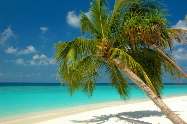 Spiaggia con palma Foto Stock Royalty Free