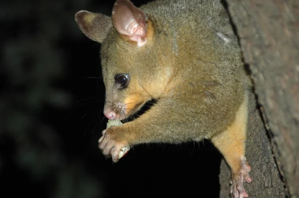 Αυστραλιανή possum, τρώγοντας ένα κομμάτι του φρούτου Φωτογραφία Αρχείου