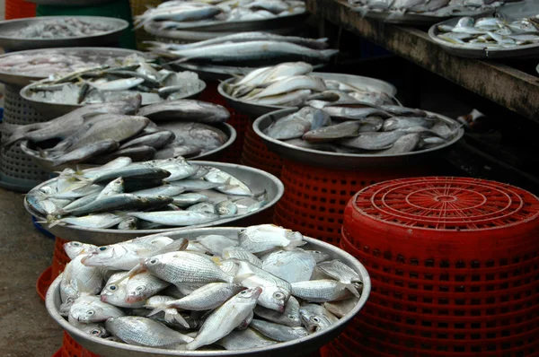 Diversi tipi di pesce in un mercato — Foto Stock