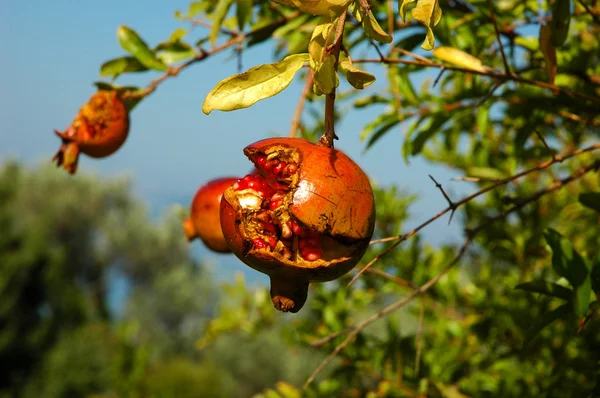 Eine Frucht aus Granatapfel — Stockfoto