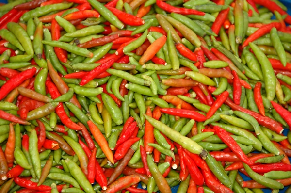 Pimenta malagueta — Fotografia de Stock