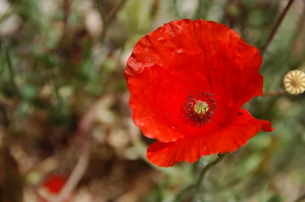 stock image A red poppy