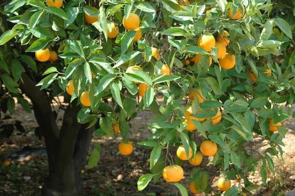Un naranjo — Foto de Stock