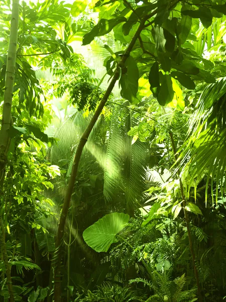Tropisk skog, träd i solljus och regn — Stockfoto