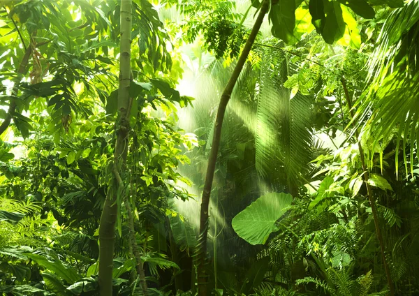 Tropisk skog, träd i solljus och regn Stockbild