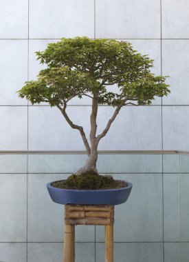 bonsai ağacı duvar önünde tencerede