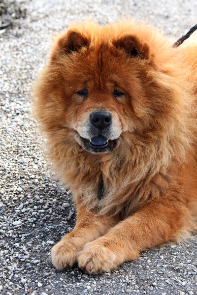 Chow-Chow — Foto Stock