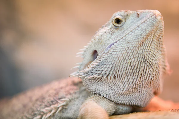 Stock image Lizard