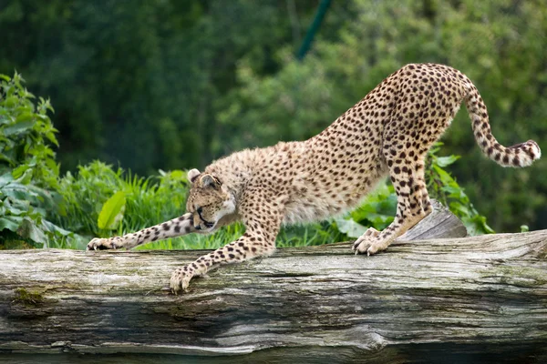 Cheetah avlysningen träd Royaltyfria Stockfoton