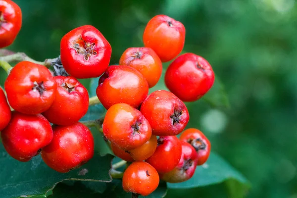 stock image Wild red berries