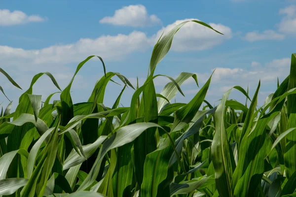 stock image Cornfield sky