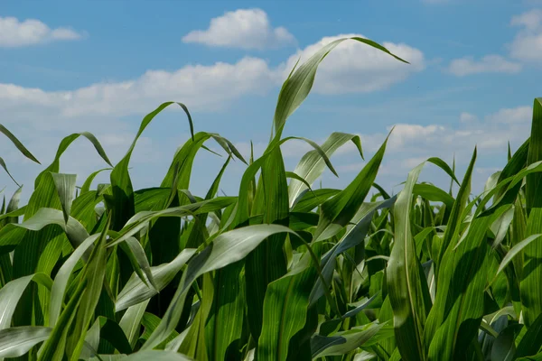 Cielo del campo de maíz Imagen De Stock