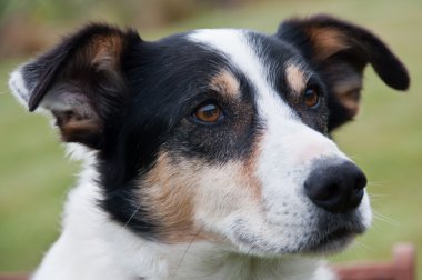 Farm dog clipart