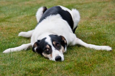 Tired farm dog clipart