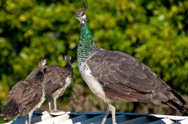 Peahens and peachicks clipart
