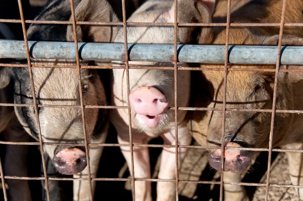 Pigs in cage — Stock Photo, Image