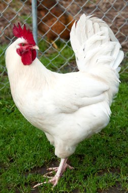 White rooster clipart