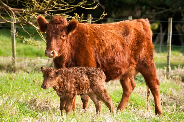Madre e vitello nuovo — Foto Stock