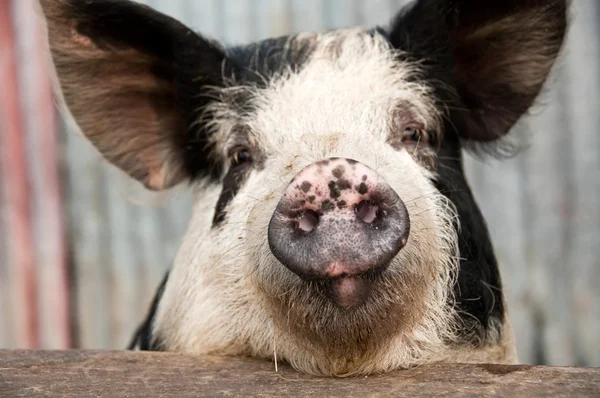 Свиное лицо — стоковое фото