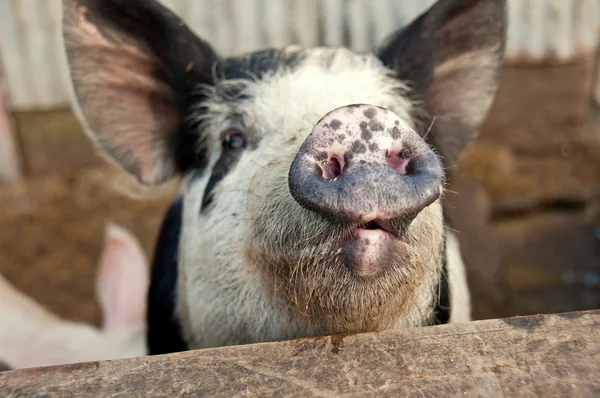 Funny pig talking — Stock Photo, Image