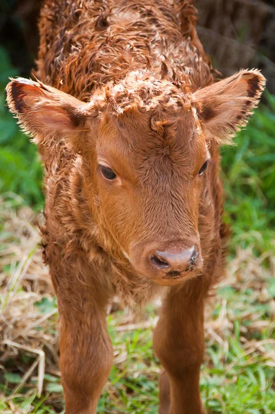 新出生的小牛 — 图库照片