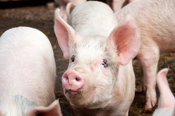 Свинья в свиной ручке — стоковое фото