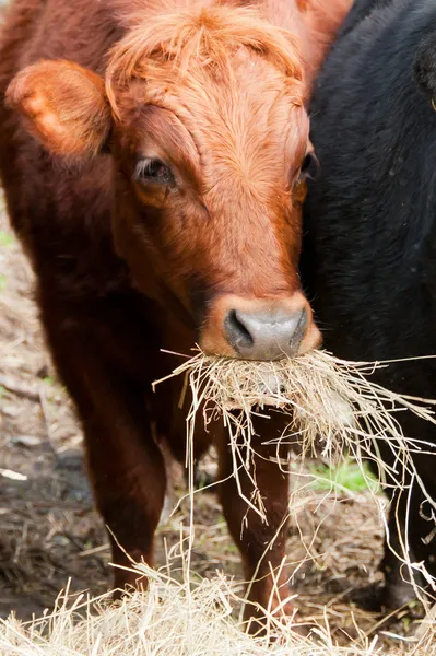 Αγελάδα που τρώει άχυρο — Φωτογραφία Αρχείου