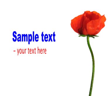 Red poppy isolated on white clipart