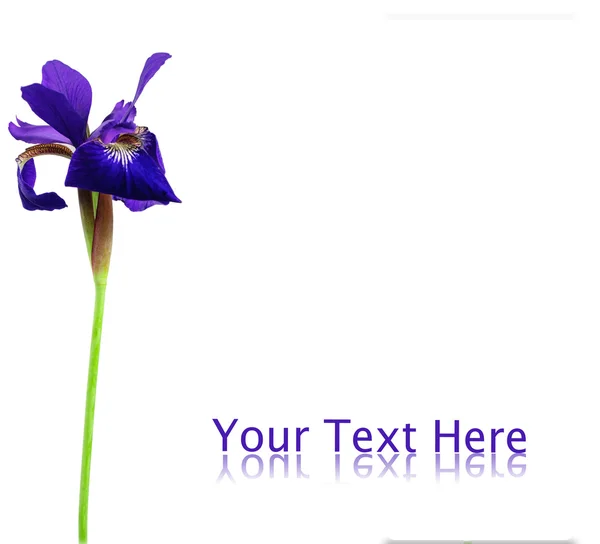 紫色の花を白で隔離されます。 — ストック写真