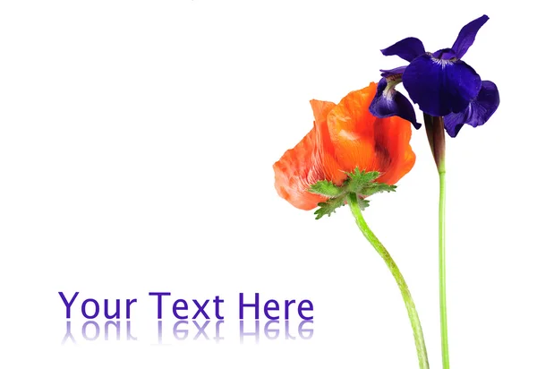 Макова та фіолетова квітка ірису ізольовані на білому тлі — стокове фото