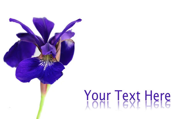 Flor violeta isolada em branco — Fotografia de Stock